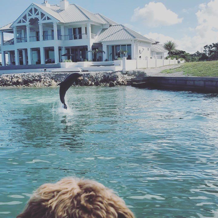 Dolphin jumping in Marco Island waters