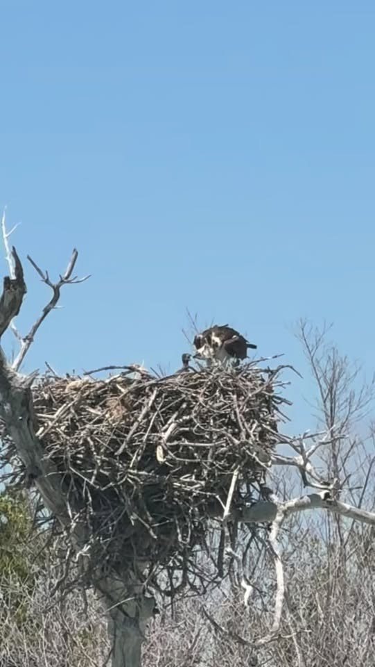 Osprey nest