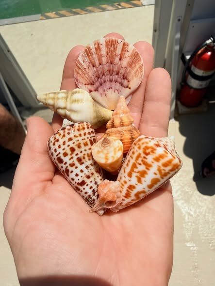 Shells